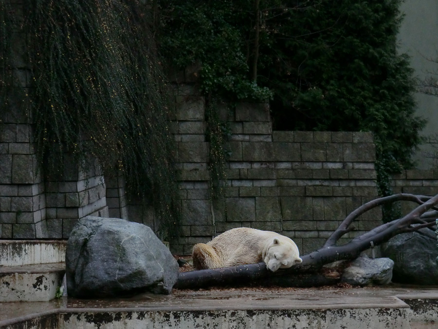 Eisbär Lars am 4. Dezember 2011 im Zoologischen Garten Wuppertal