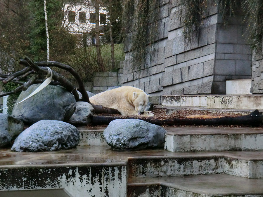 Eisbär Lars am 10. Dezember 2011 im Zoologischen Garten Wuppertal