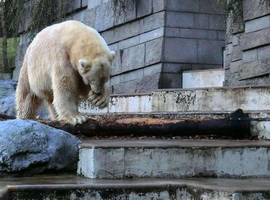 Eisbär LARS am 10. Dezember 2011 im Wuppertaler Zoo