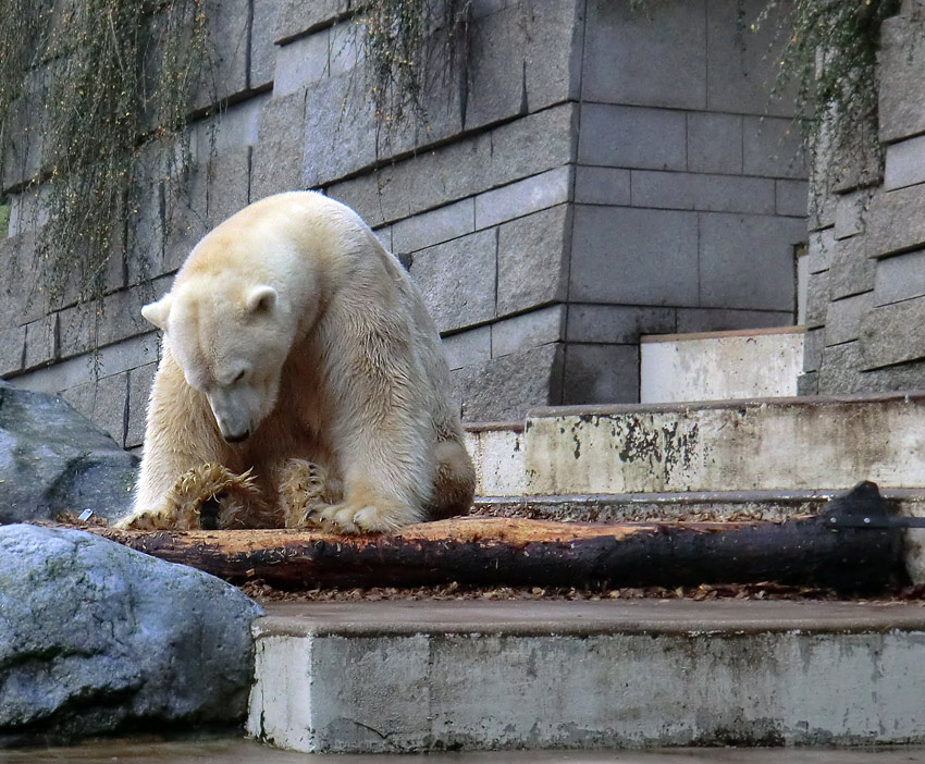 Eisbär Lars am 10. Dezember 2011 im Zoologischen Garten Wuppertal