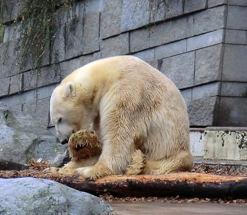 Eisbär LARS am 10. Dezember 2011 im Wuppertaler Zoo