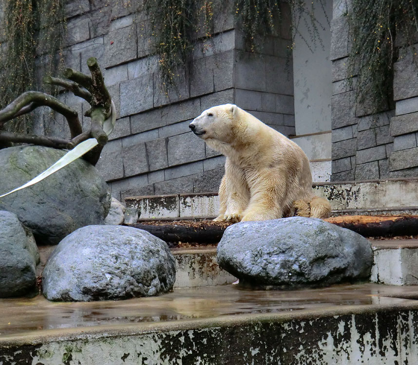 Eisbär LARS am 10. Dezember 2011 im Zoo Wuppertal