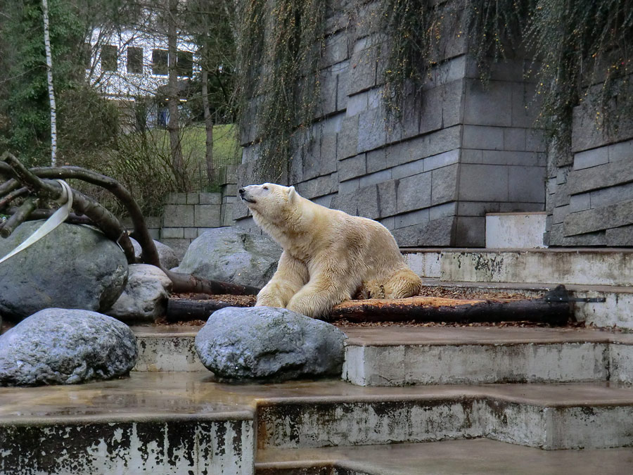 Eisbär Lars am 10. Dezember 2011 im Zoologischen Garten Wuppertal