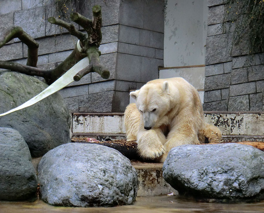 Eisbär LARS am 10. Dezember 2011 im Wuppertaler Zoo