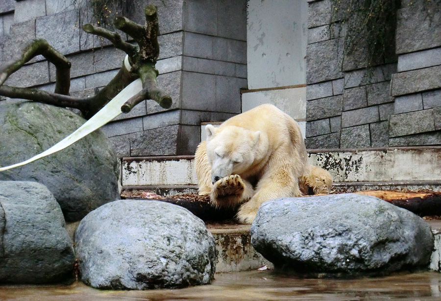 Eisbär LARS am 10. Dezember 2011 im Zoo Wuppertal