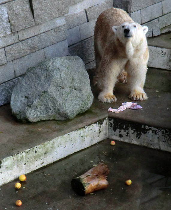 Eisbär LARS am 12. Dezember 2011 im Wuppertaler Zoo