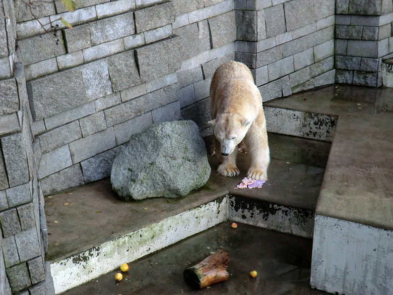 Eisbär LARS am 12. Dezember 2011 im Zoo Wuppertal