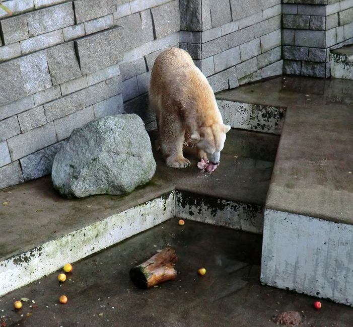 Eisbär Lars am 12. Dezember 2011 im Zoologischen Garten Wuppertal