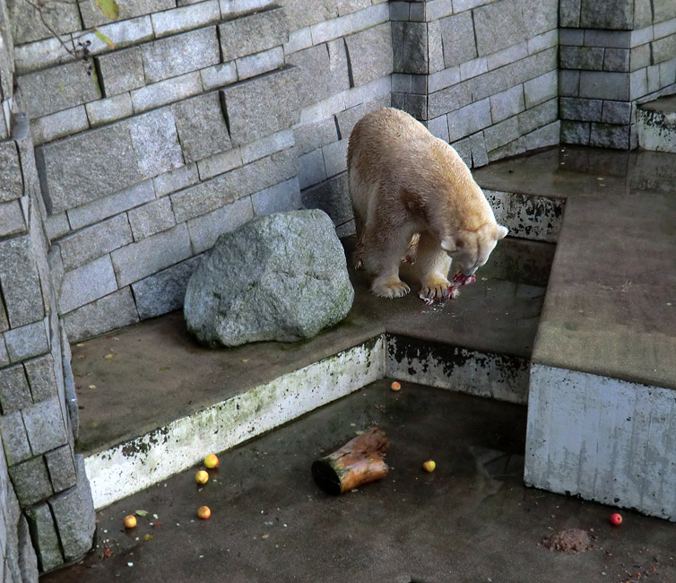 Eisbär LARS am 12. Dezember 2011 im Wuppertaler Zoo