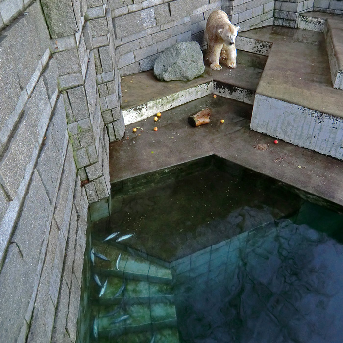 Eisbär LARS am Kratzbaum auf der großen Freianlage für Eisbären am 12. Dezember 2011 im Wuppertaler Zoo