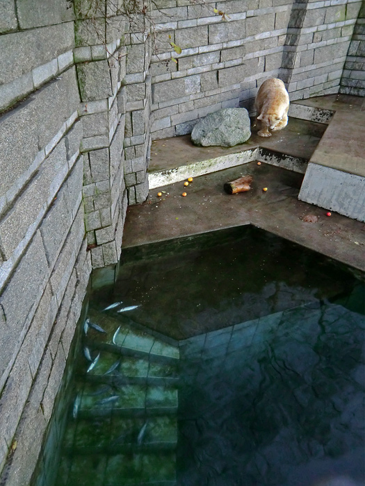 Eisbär LARS am 12. Dezember 2011 im Zoo Wuppertal