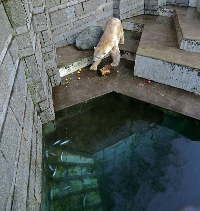 Eisbär Lars am 12. Dezember 2011 im Zoologischen Garten Wuppertal