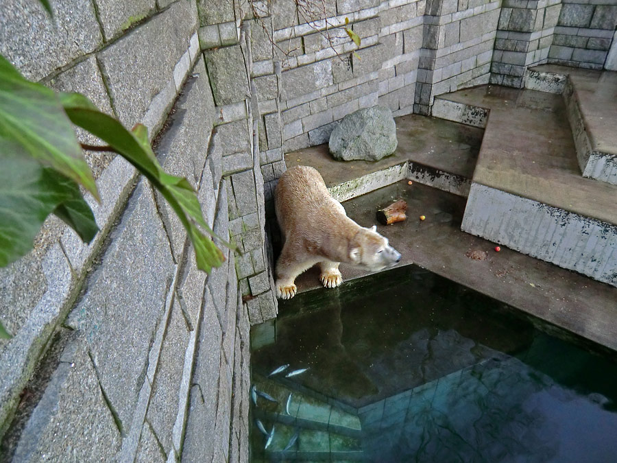 Eisbär LARS am 12. Dezember 2011 im Wuppertaler Zoo