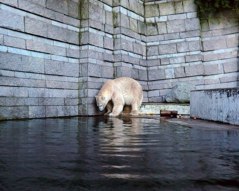 Eisbär LARS am 12. Dezember 2011 im Zoo Wuppertal