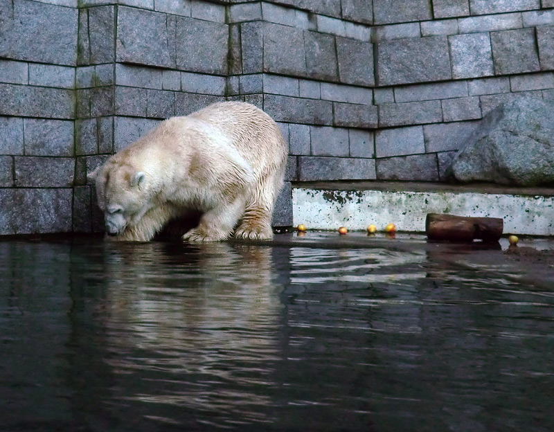 Eisbär Lars am 12. Dezember 2011 im Zoologischen Garten Wuppertal