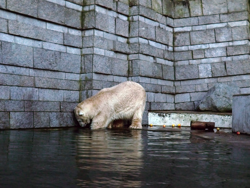 Eisbär LARS am 12. Dezember 2011 im Wuppertaler Zoo