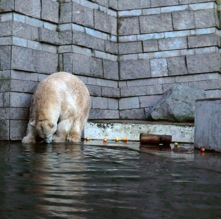 Eisbär LARS am 12. Dezember 2011 im Zoo Wuppertal