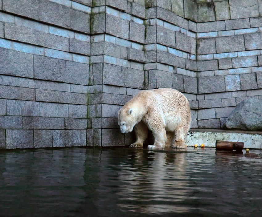 Eisbär Lars am 12. Dezember 2011 im Zoologischen Garten Wuppertal