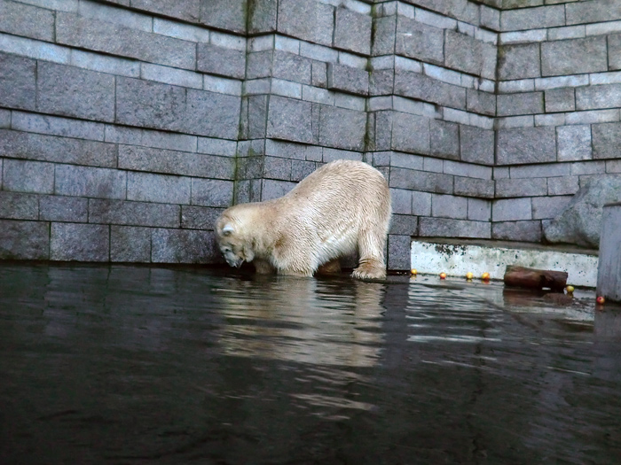 Eisbär LARS am 12. Dezember 2011 im Wuppertaler Zoo