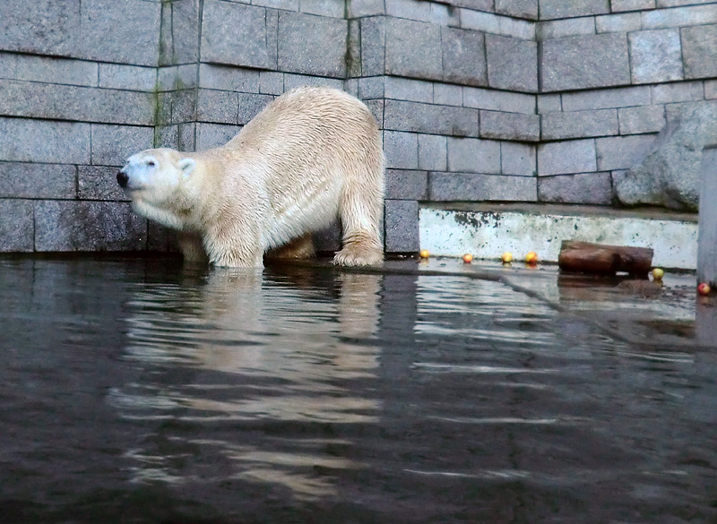 Eisbär Lars am 12. Dezember 2011 im Zoologischen Garten Wuppertal