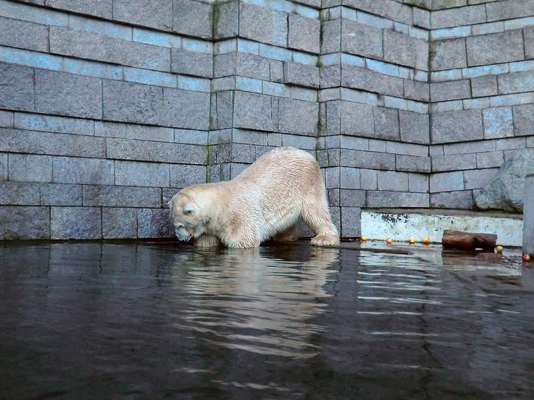 Eisbär LARS am 12. Dezember 2011 im Wuppertaler Zoo