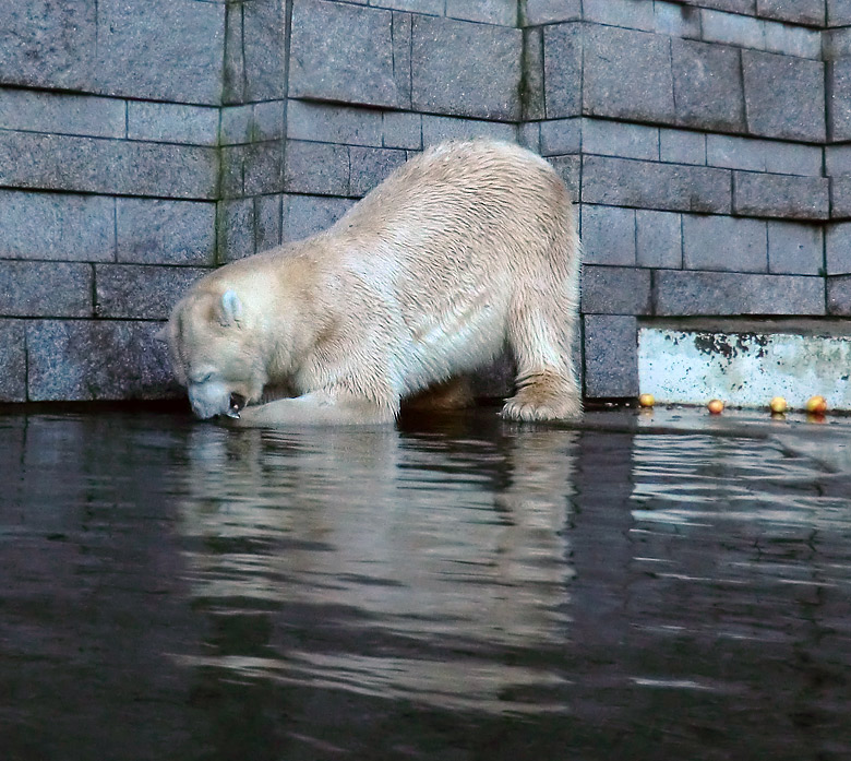 Eisbär LARS am 12. Dezember 2011 im Zoo Wuppertal