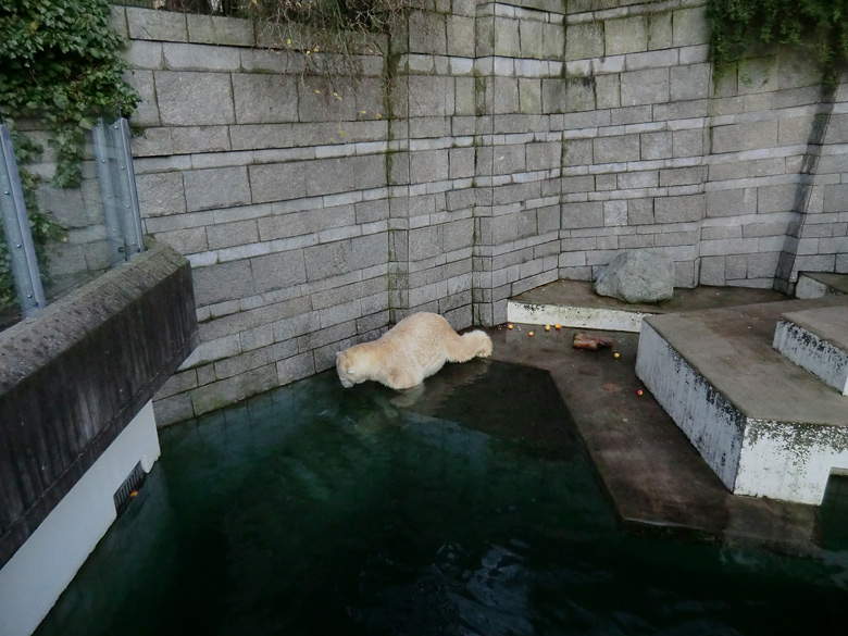 Eisbär Lars am 12. Dezember 2011 im Zoologischen Garten Wuppertal