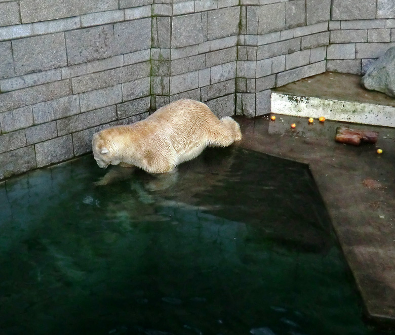 Eisbär LARS am 12. Dezember 2011 im Wuppertaler Zoo