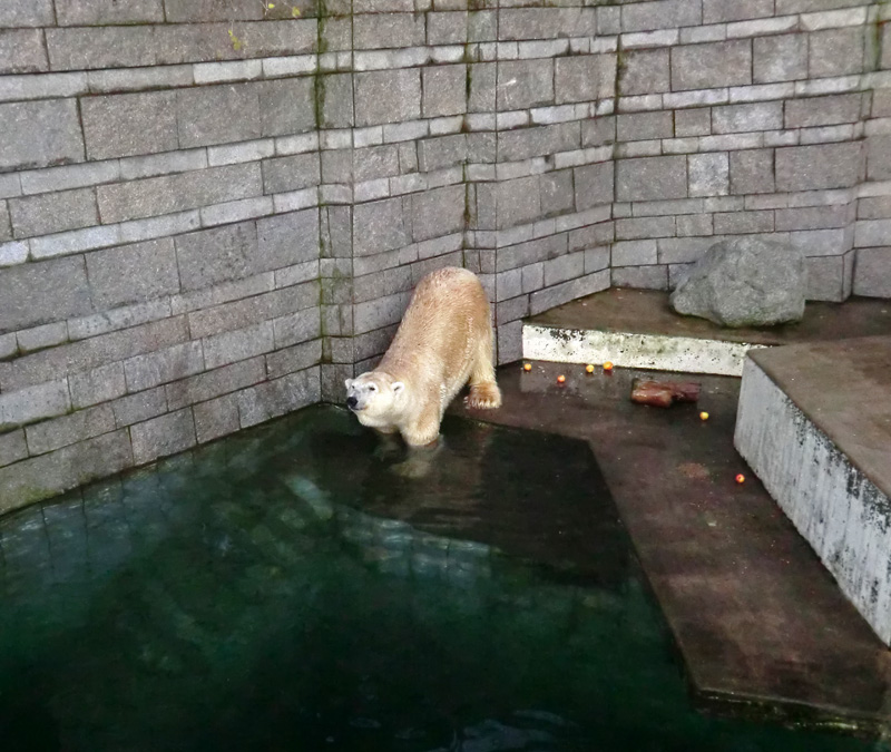 Eisbär LARS am 12. Dezember 2011 im Zoo Wuppertal