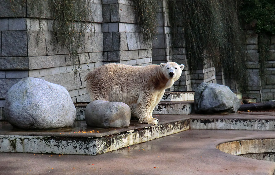 Eisbär LARS am 12. Dezember 2011 im Zoo Wuppertal