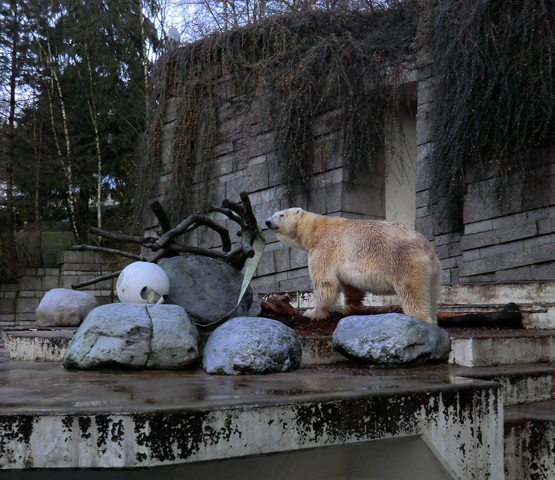 Eisbär Lars am 12. Dezember 2011 im Zoologischen Garten Wuppertal