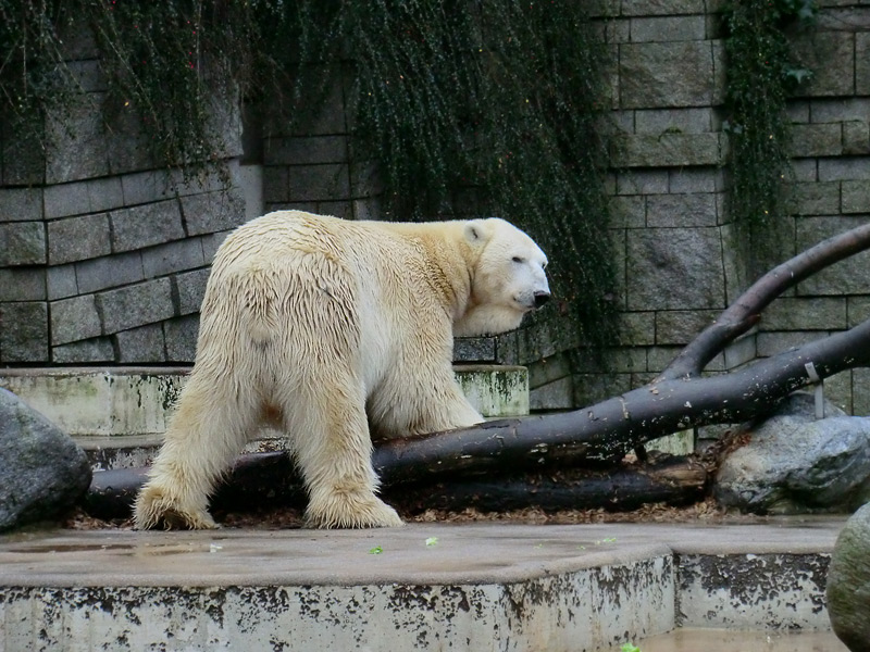 Eisbär LARS am 23. Dezember 2011 im Zoo Wuppertal