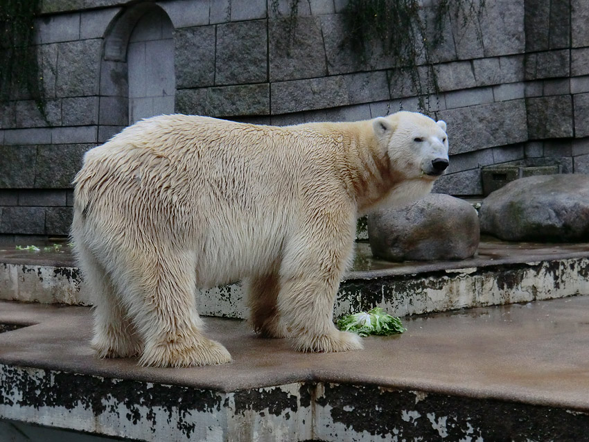 Eisbär LARS am 23. Dezember 2011 im Wuppertaler Zoo