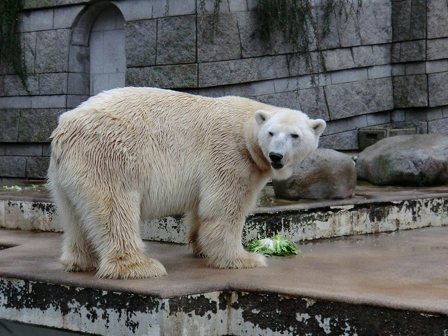 Eisbär LARS am 23. Dezember 2011 im Zoo Wuppertal