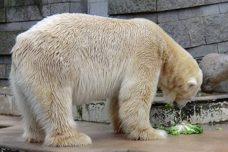 Eisbär LARS am 23. Dezember 2011 im Zoologischen Garten Wuppertal