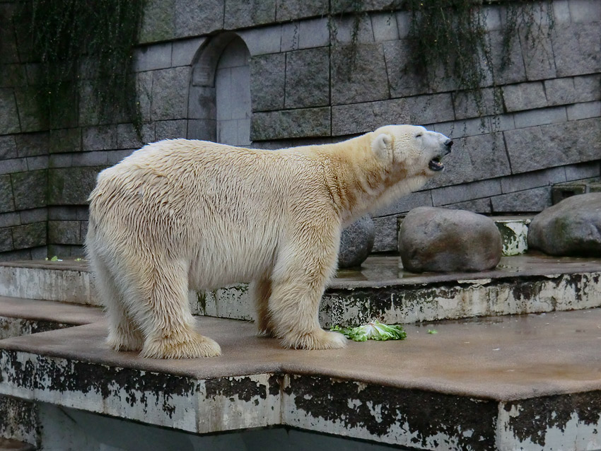 Eisbär LARS am 23. Dezember 2011 im Wuppertaler Zoo