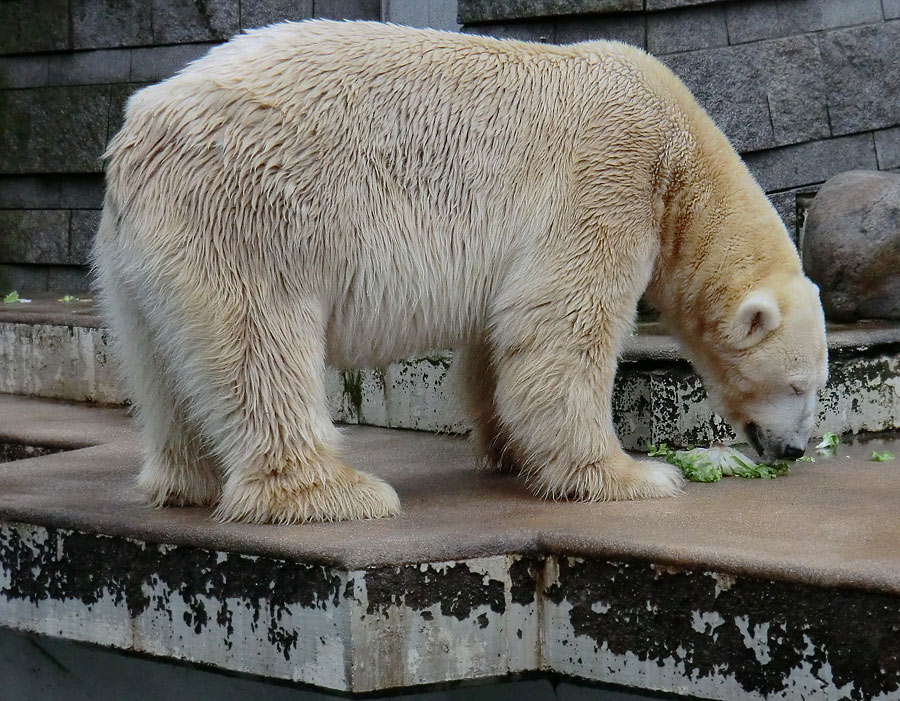 Eisbär LARS am 23. Dezember 2011 im Zoologischen Garten Wuppertal