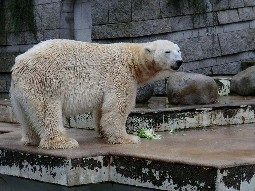 Eisbär LARS am 23. Dezember 2011 im Wuppertaler Zoo