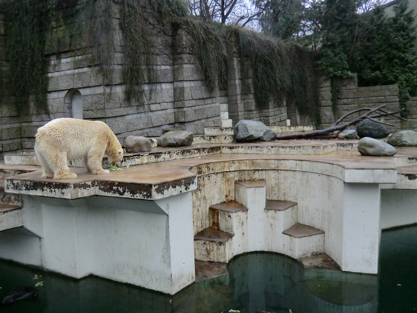 Eisbär LARS am 23. Dezember 2011 im Zoologischen Garten Wuppertal