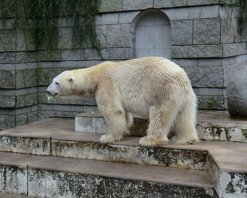 Eisbär LARS am 23. Dezember 2011 im Zoologischen Garten Wuppertal