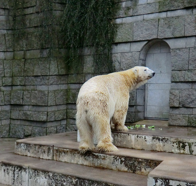 Eisbär LARS am 23. Dezember 2011 im Wuppertaler Zoo