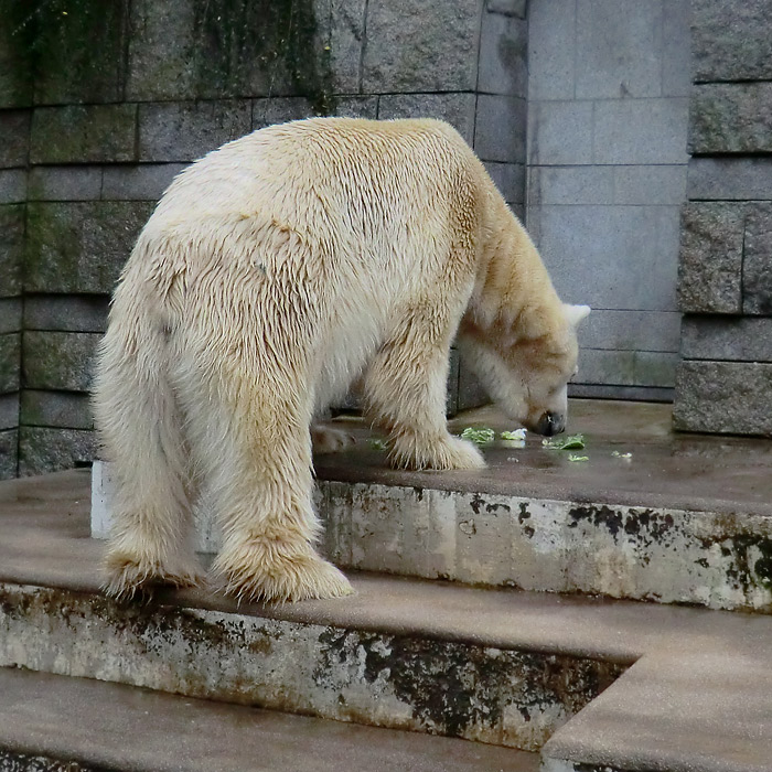 Eisbär LARS am 23. Dezember 2011 im Zoo Wuppertal