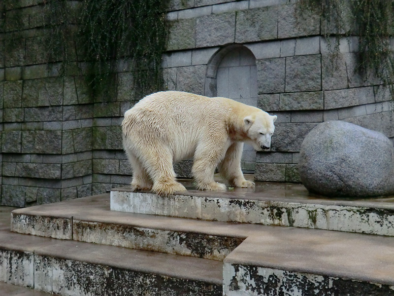 Eisbär LARS am 23. Dezember 2011 im Wuppertaler Zoo