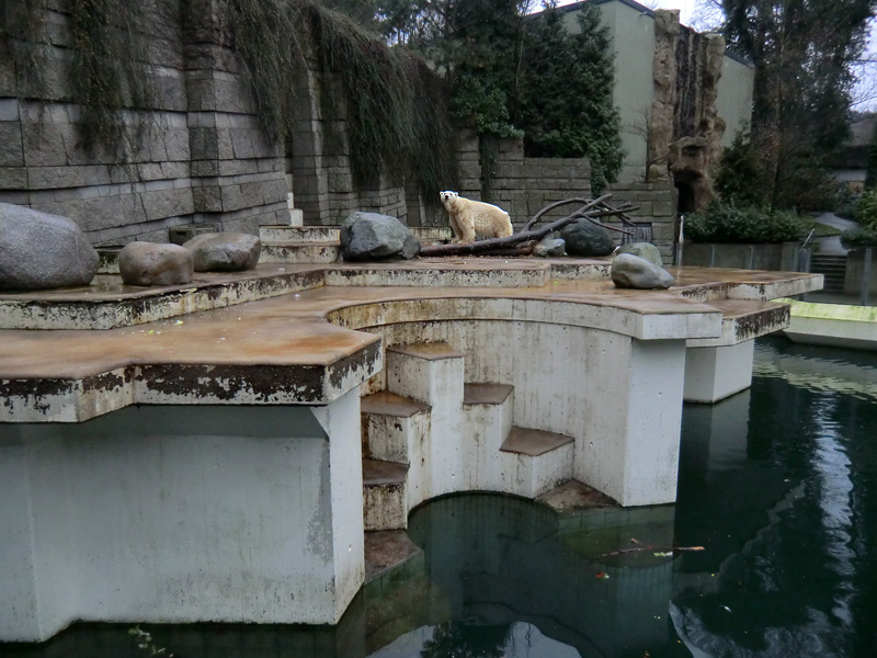 Eisbär LARS am 23. Dezember 2011 im Zoologischen Garten Wuppertal