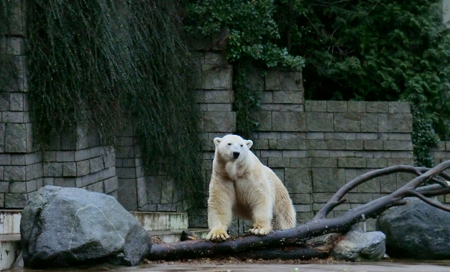 Eisbär LARS am 23. Dezember 2011 im Wuppertaler Zoo