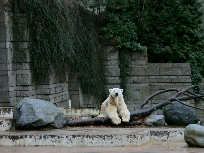 Eisbär LARS am 23. Dezember 2011 im Zoo Wuppertal