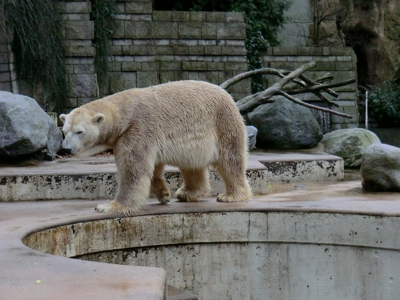 Eisbär LARS am 24. Dezember 2011 im Wuppertaler Zoo