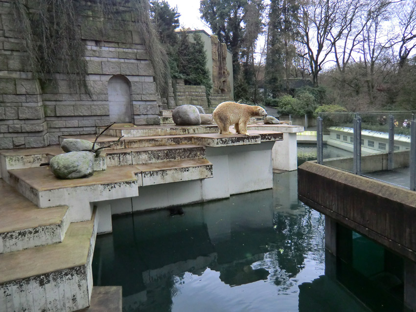 Eisbär LARS am 24. Dezember 2011 im Zoo Wuppertal