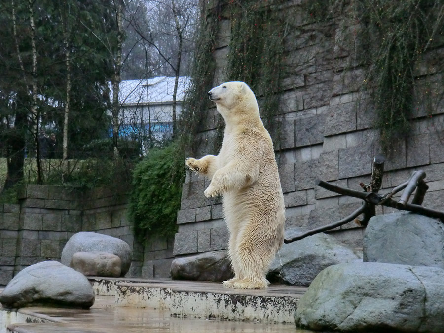 Eisbär LARS am 26. Dezember 2011 im Zoologischen Garten Wuppertal