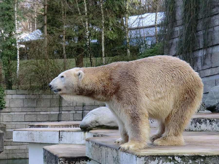 Eisbär LARS am 28. Dezember 2011 im Zoo Wuppertal